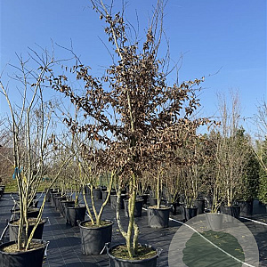 Carpinus betulus 400-425 cm cont. 130L meerstammig