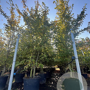 Carpinus betulus 350-400 cm cont. 130L