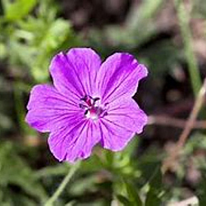Geranium sang. 'Compactum' GM P9