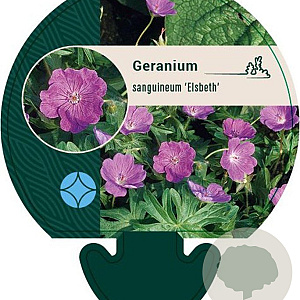 Geranium sang. 'Elsbeth' GM P9
