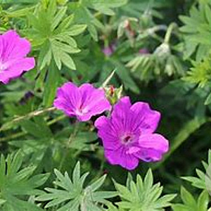 Geranium sang. 'Feu d'Automne' GM P9