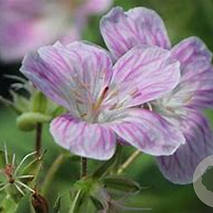 Geranium sylv. 'Baker's Pink' GM P9