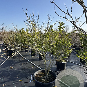 Cercis chinensis 'Shirobana' 140-160 cm cont. 80L