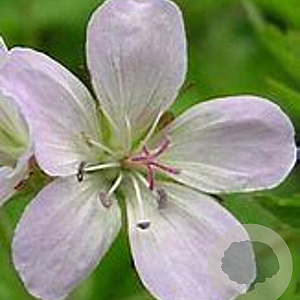Geranium sylv. 'Ice Blue' GM P9