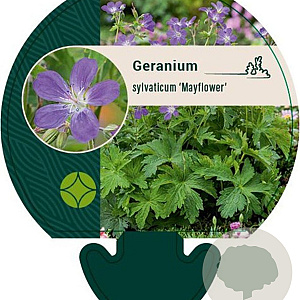 Geranium sylv. 'Mayflower' GM P9