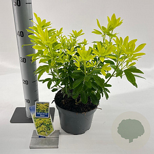 Choisya t. 'Lich' 25-30 cm 3,0L