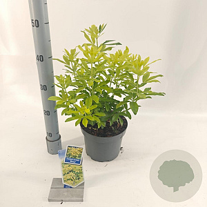 Choisya t. 'Lich' 25-30 cm 3,0L