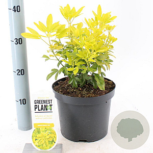 Choisya t. 'Lich' 25-30 cm 3,0L