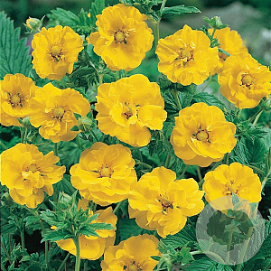 Geum chiloense 'Lady Stratheden' GM P9