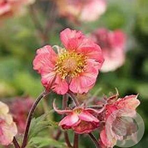Geum Tempo Rose GM P9