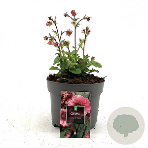 Geum Tempo Rose GM 2,0L