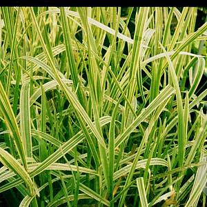 Glyceria maxima 'Variegata' GM P9