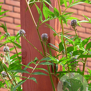 Glycyrrhiza yunnanensis GM P9