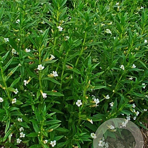 Gratiola officinalis GM P9