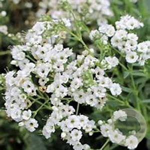 Gypsophila pan. 'Schneeflocke' GM P9