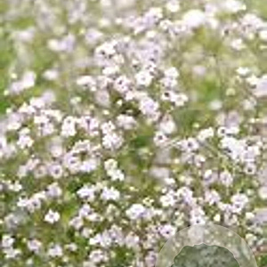 Gypsophila 'Rosenschleier' GM P9