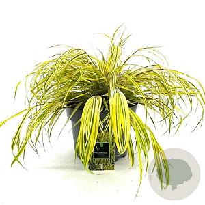 Hakonechloa macra 'Aureola' GM C5
