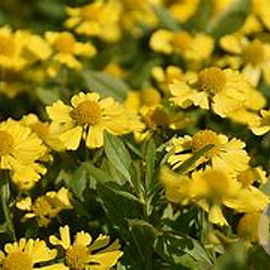 Helenium 'Kanaria' GM P9