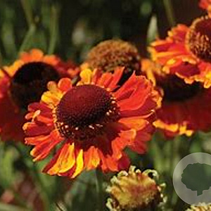 Helenium Mardi Gras GM P9