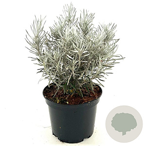Helichrysum apiculatum 'Korma' 25-30 cm 2,0L
