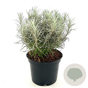 Helichrysum italicum serotinum 25-30 cm 2,0L