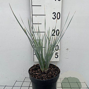 Helictotrichon sempervirens GM 2,0L