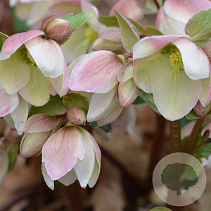 Helleborus 'Ivory Prince' GM  P11