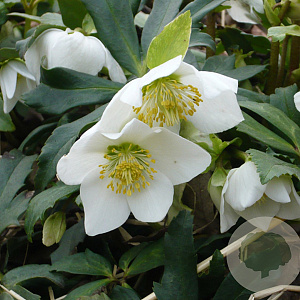 Helleborus niger GM P9