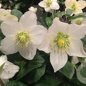 Helleborus niger GM P9