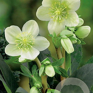 Helleborus niger GM P9