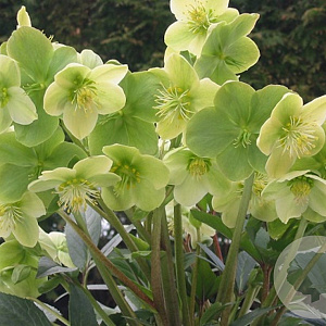 Helleborus n. 'Snow Love' GM  P11