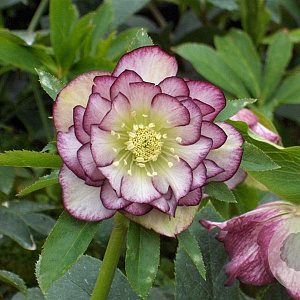 Helleborus o. 'Dble Ellen Picotee' GM P9