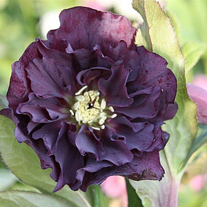 Helleborus o. 'D. Ellen Purple' GM P9