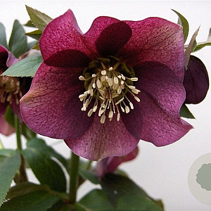 Helleborus o. 'Pretty Ellen Red' GM P9
