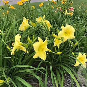 Hemerocallis 'Big Time Happy' GM P9