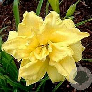 Hemerocallis 'Double River Wye' GM P9
