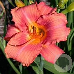 Hemerocallis Endlesslily Coral GM P9