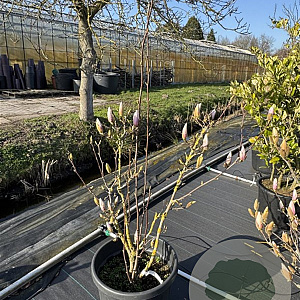Magnolia soulangeana 80-100 cm 30L