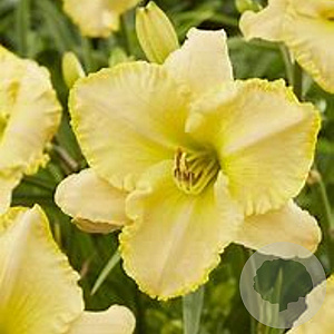 Hemerocallis 'Endurance Purisima' GM P9