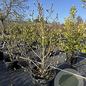 Magnolia soulangeana 125-150 cm cont. 80L