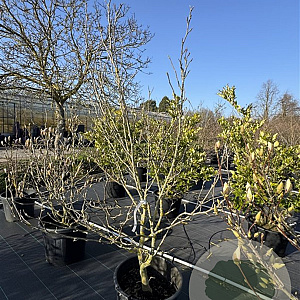 Magnolia soulangeana 150-175 cm 30L
