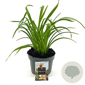 Hemerocallis 'Mini Pearl' GM 2,0L