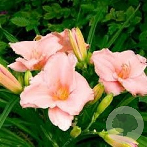 Hemerocallis 'On and On' GM P9