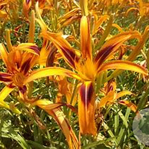 Hemerocallis 'Tiger Eye' GM P9