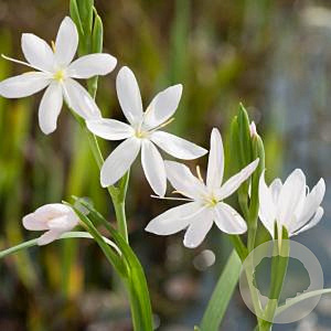 Schizostylis c. 'Alba' GM P9