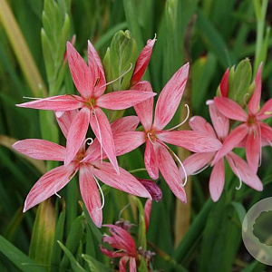 Schizachyrium c. 'Mrs Hegarty' GM P9