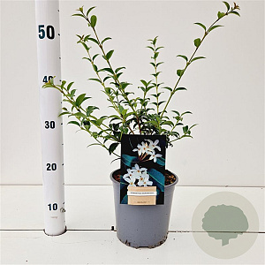 Osmanthus burkwoodii 30-40 cm 2,5L