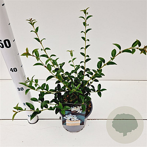 Osmanthus burkwoodii 30-40 cm 2,5L