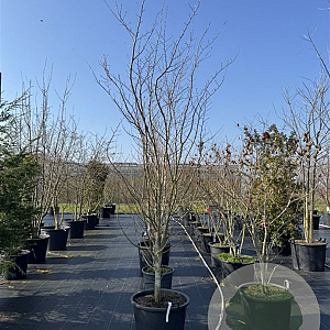Parrotia persica 'Vanessa' 300-350 cm cont. 80L
