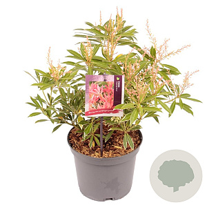 Pieris 'Flaming Silver' 25-30 cm 3,0L